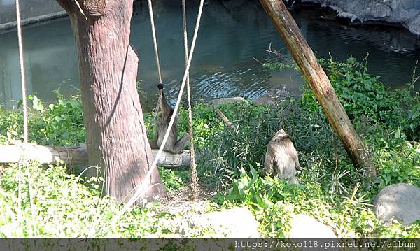 113.2.14 新竹動物園-灰長臂猿3.JPG