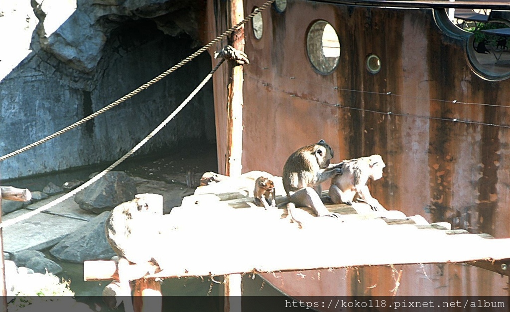 113.2.14 新竹動物園-馬來猴1.JPG