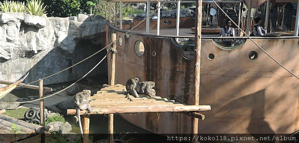 113.2.14 新竹動物園-馬來猴4.JPG