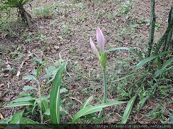 112.10.21 十八尖山-白肋孤挺花.JPG