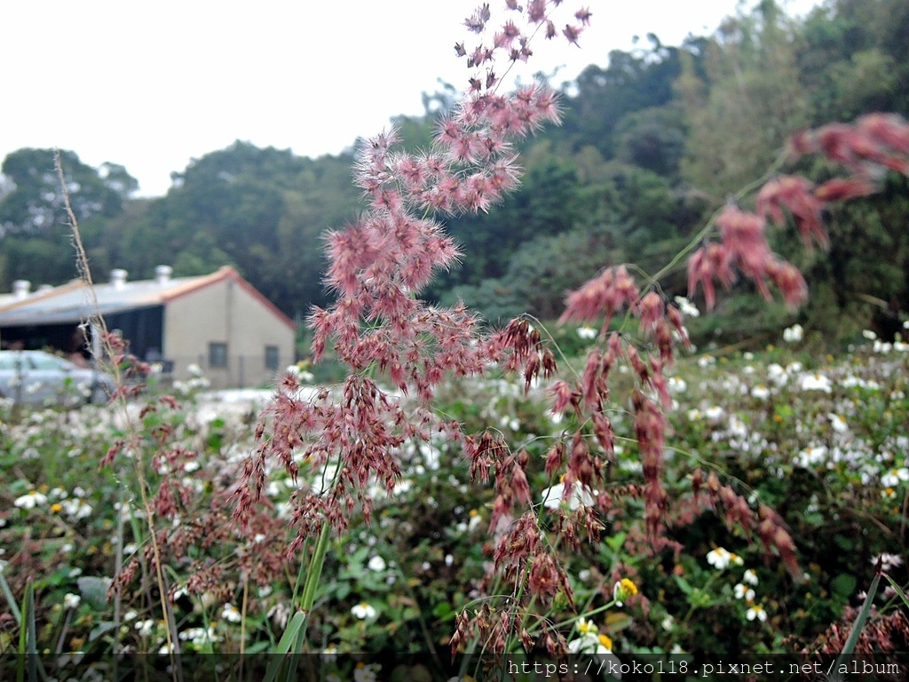 113.2.16 十八尖山-紅毛草.JPG