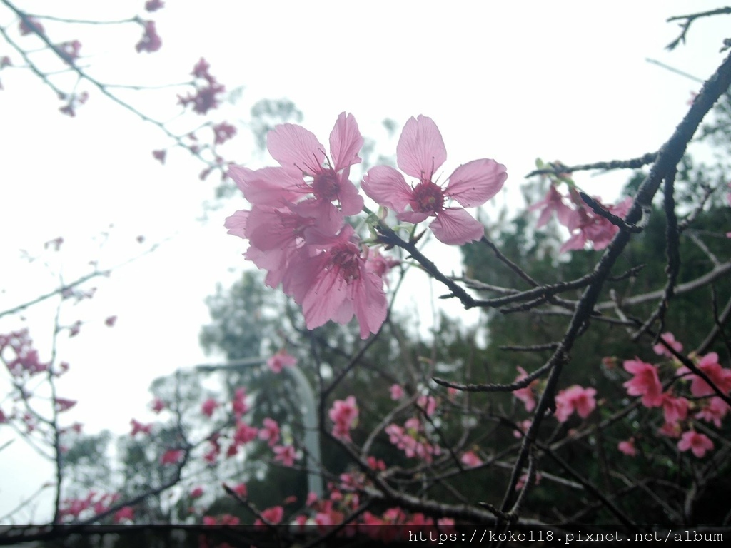 113.2.23 陽明交通大學博愛校區外-富士櫻.JPG