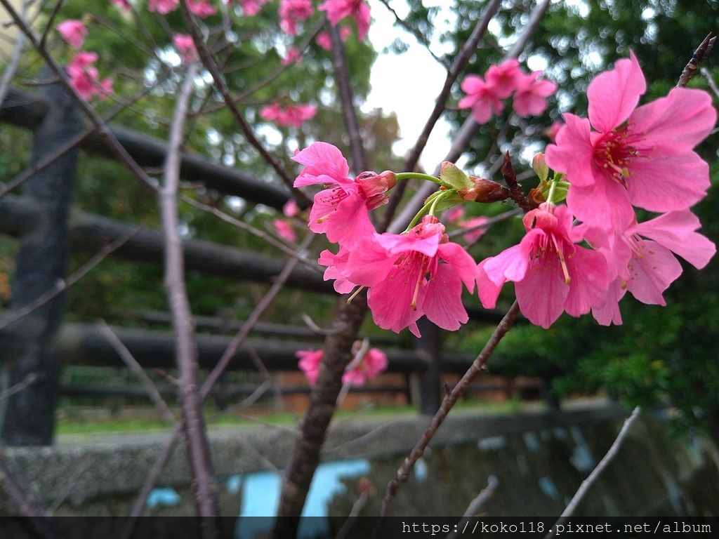 113.2.22 博愛小憩-山櫻花.jpg