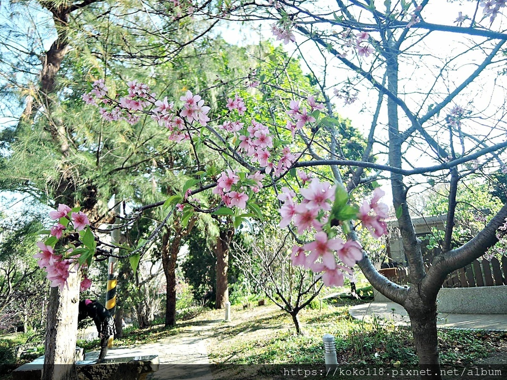 113.2.24 新竹公園-河津櫻6.JPG