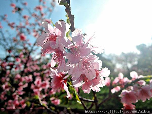 113.2.24 新竹公園-河津櫻52.JPG