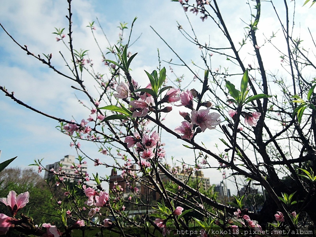 113.2.24 新竹公園-桃花1.JPG