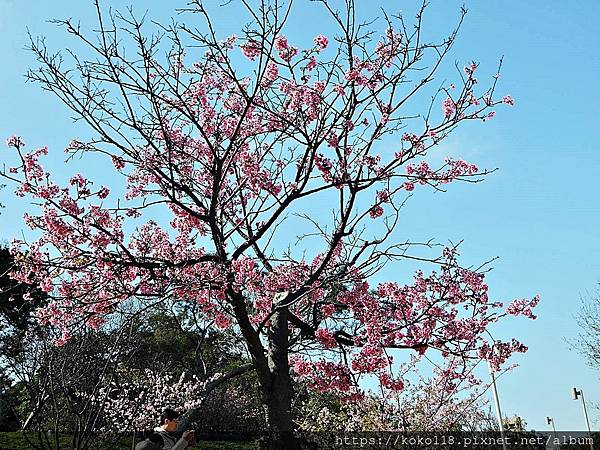 113.2.24 新竹公園-寒櫻1.JPG