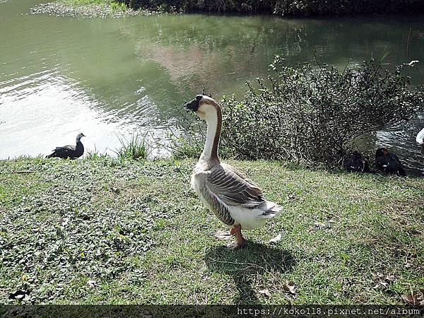 113.2.24 新竹公園-鴨,鵝1.JPG