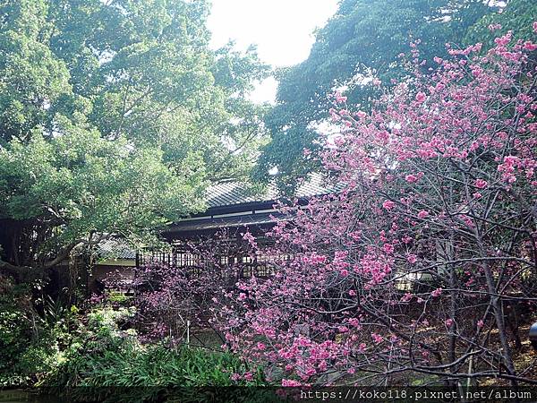 113.2.24 新竹公園-麗池-八重櫻3.JPG