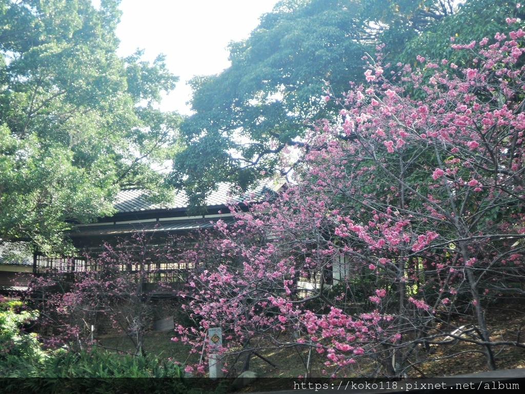 113.2.24 新竹公園-麗池-八重櫻5.JPG