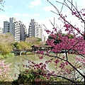 113.2.24 新竹公園-麗池-櫻花1.jpg