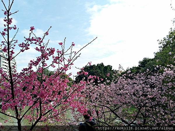 113.2.24 新竹公園-麗池-櫻花2.jpg