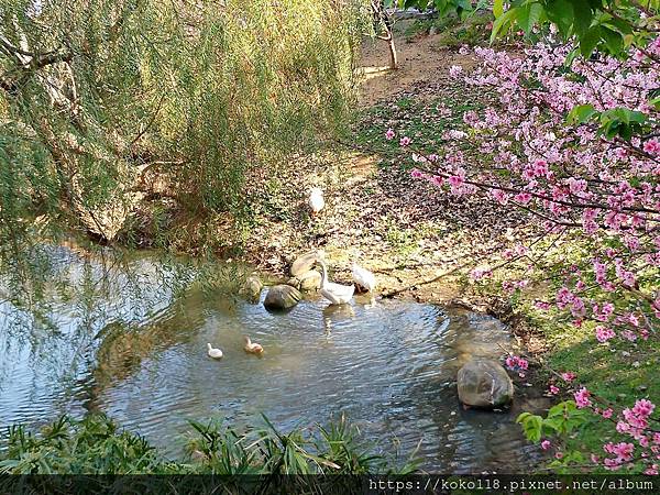 113.2.24 新竹公園-麗池-櫻花7.jpg