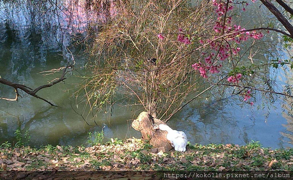 113.2.24 新竹公園-麗池-櫻花-鴨子.jpg