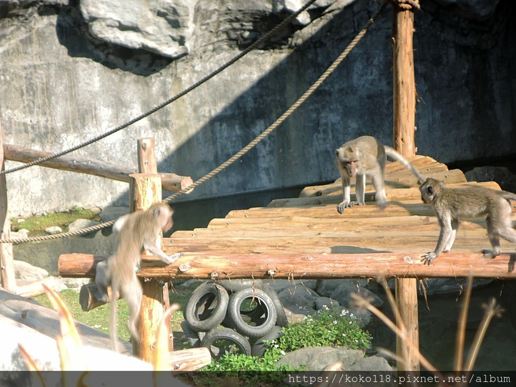 113.2.24 新竹動物園-馬來猴.JPG