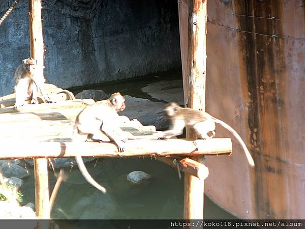 113.2.24 新竹動物園-馬來猴1.JPG