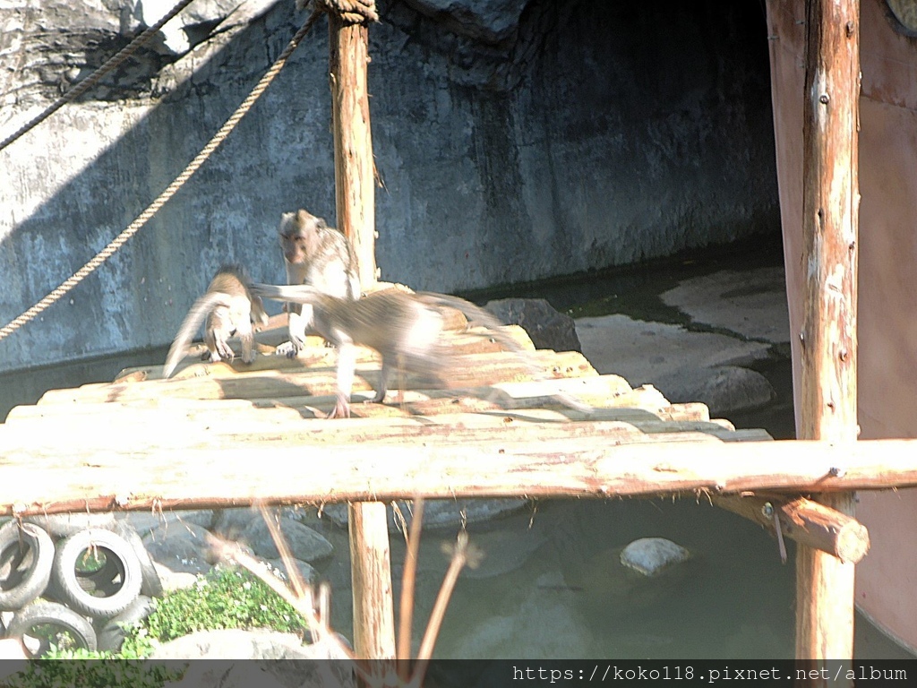 113.2.24 新竹動物園-馬來猴2.JPG