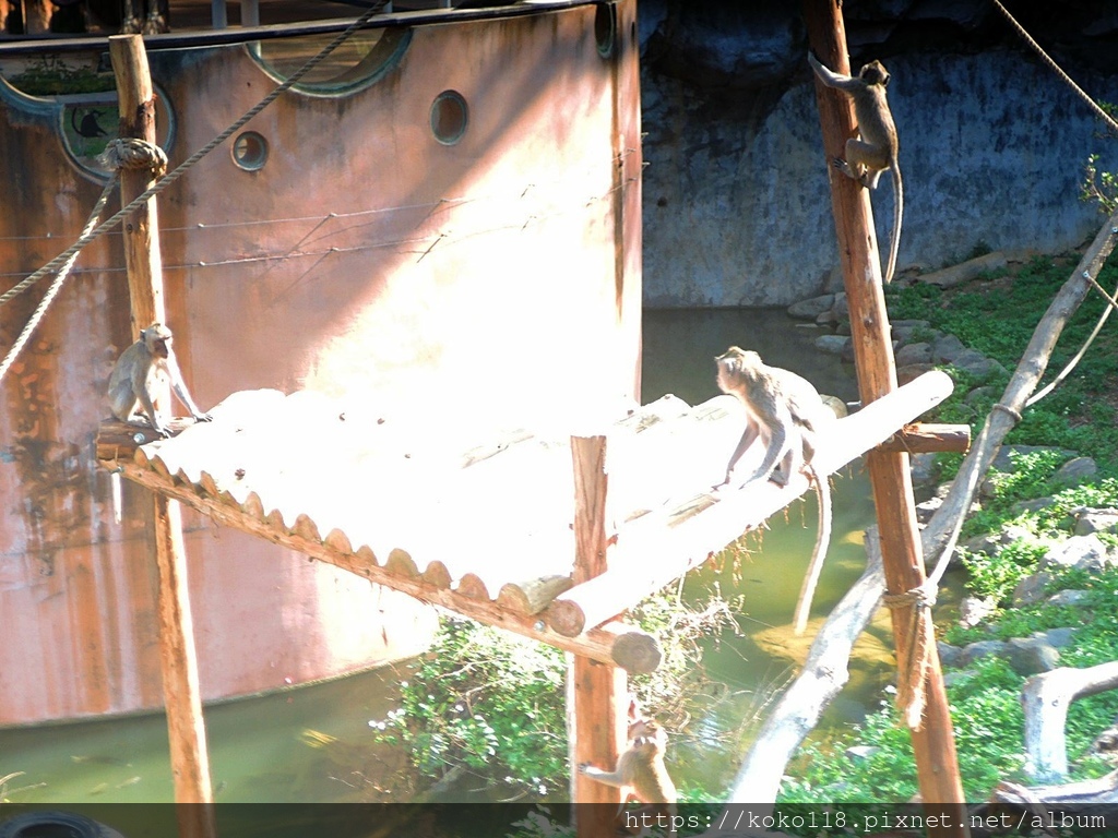 113.2.24 新竹動物園-馬來猴4.JPG