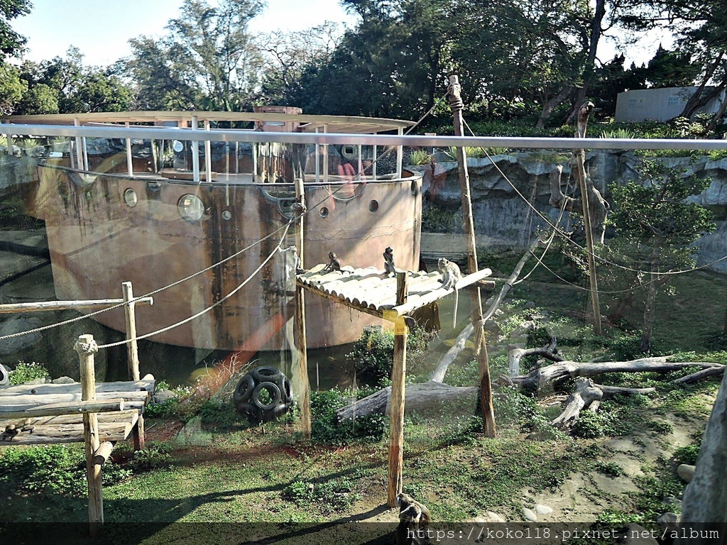 113.2.24 新竹動物園-馬來猴A.JPG