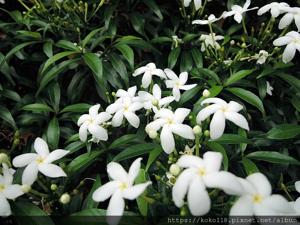 112.10.22 新竹公園外-珍珠馬茶花(珍珠馬蹄花)3.JPG