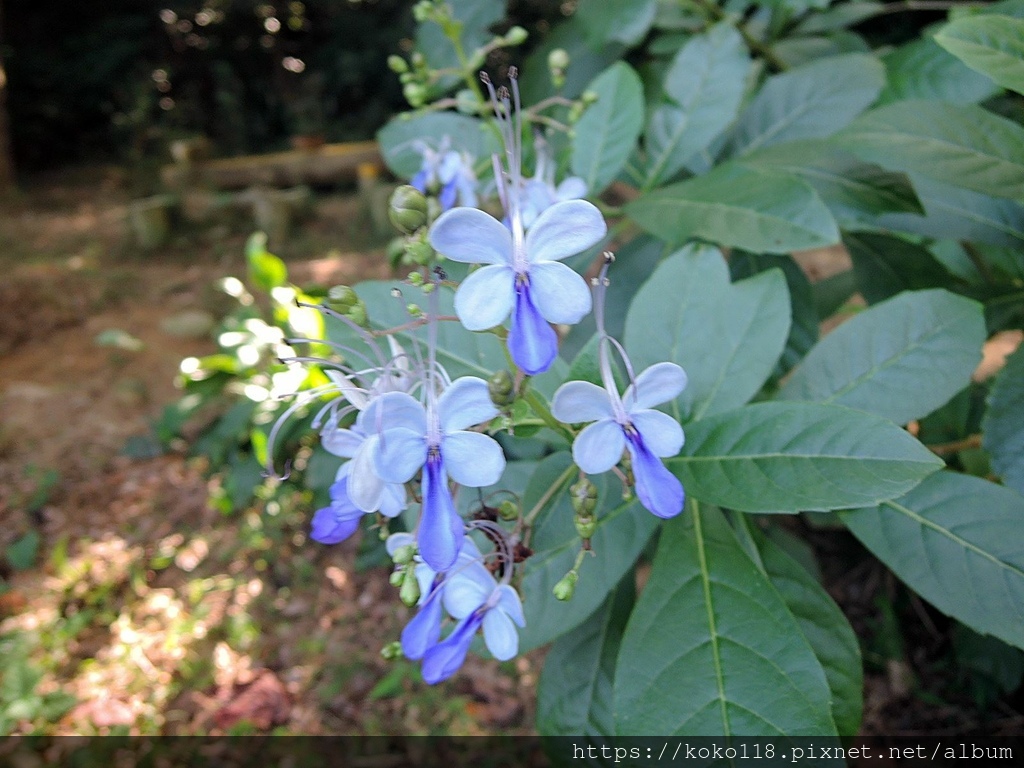 112.11.3 十八尖山-紫蝶花.JPG