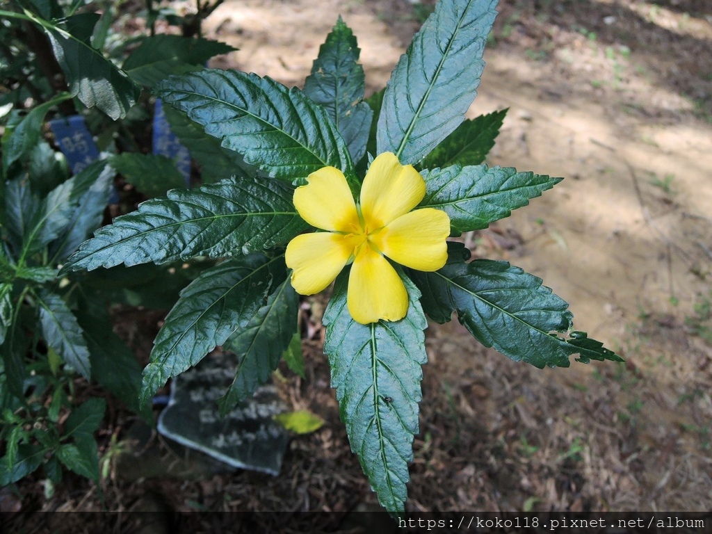 112.11.3 十八尖山-黃時鐘花.JPG