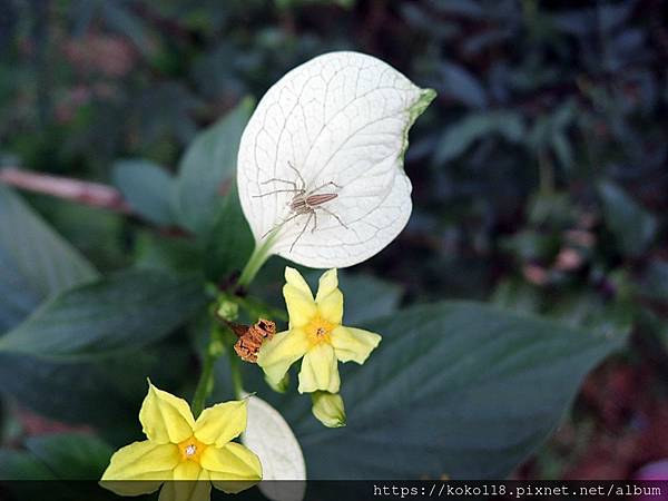 112.11.3 十八尖山-黃萼花,細紋貓蛛1.JPG