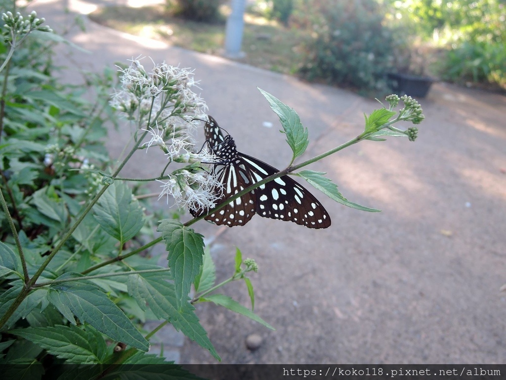 112.11.4 新竹公園-昆蟲館-淡小紋青斑蝶1.JPG