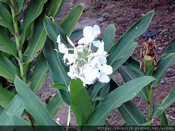 112.11.4 新竹公園-野薑花.JPG