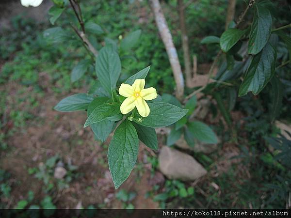 112.11.5 十八尖山-黃萼花.JPG