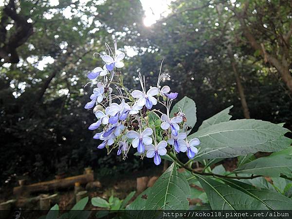 112.11.5 十八尖山-紫蝶花.JPG