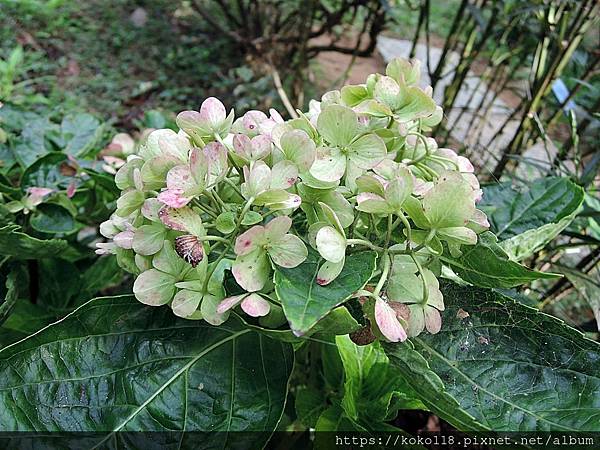 112.11.5 十八尖山-繡球花.JPG