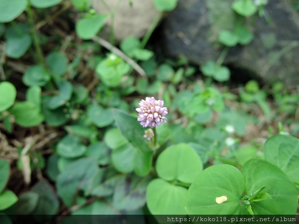 112.11.8 十八尖山-頭花蓼.JPG