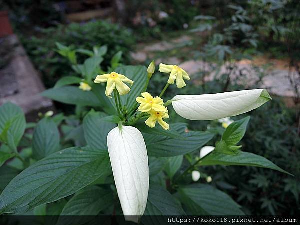 112.11.8 十八尖山-黃萼花.JPG