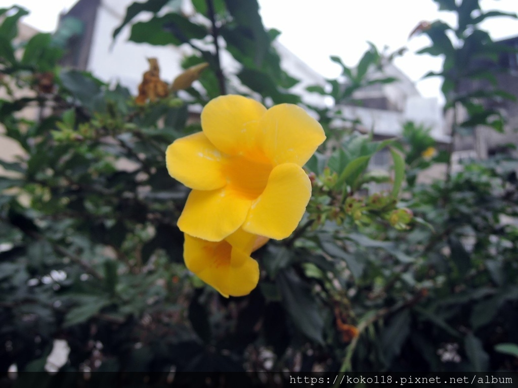 112.11.14 東山濕地生態教學公園外-小花黃蟬2.JPG