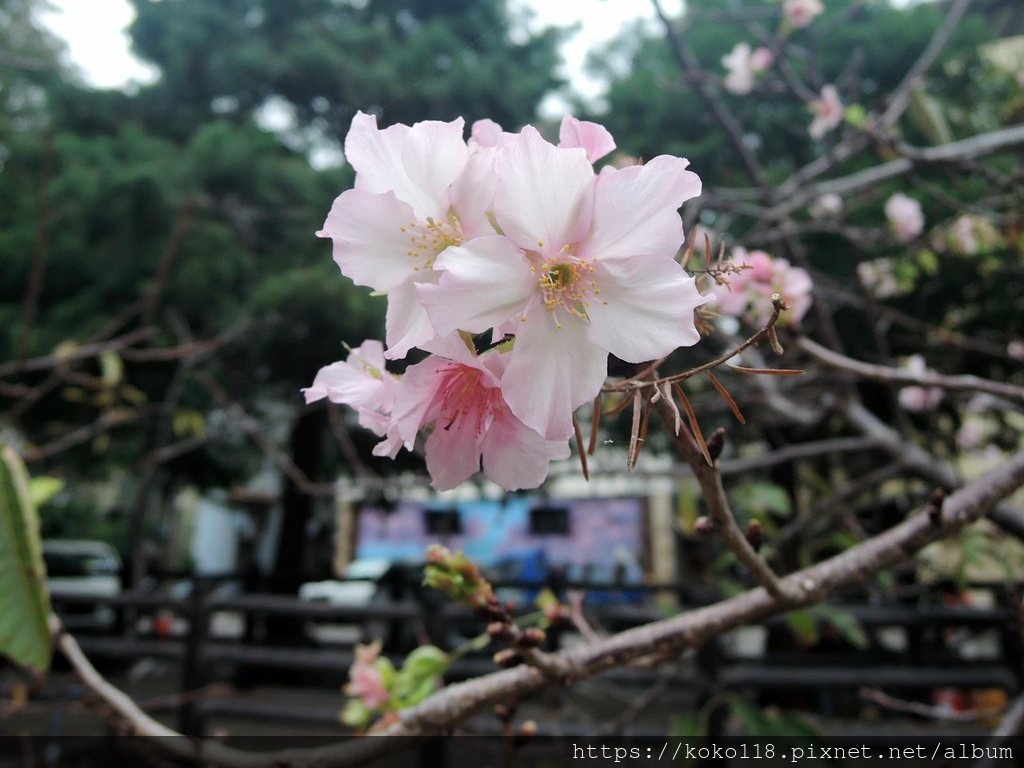 112.11.14 東山濕地生態教學公園外-櫻花.JPG