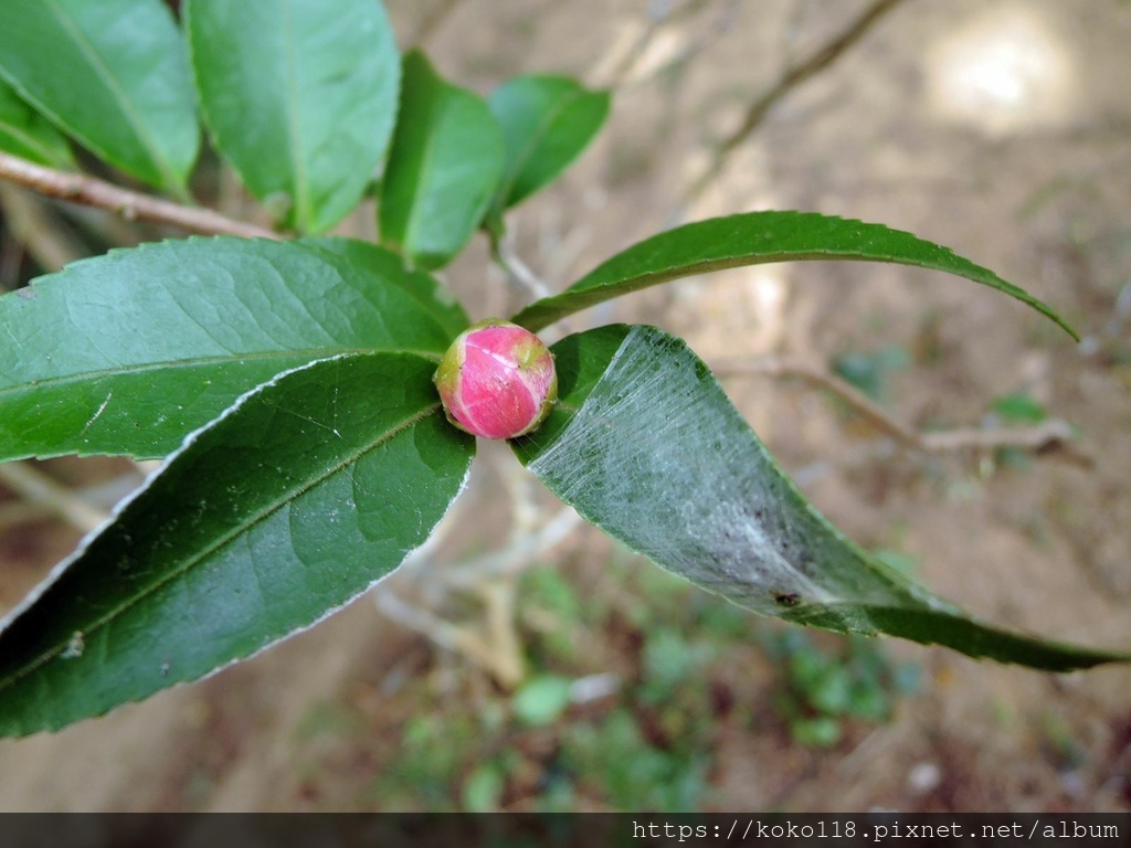 112.11.29 十八尖山-茶花.JPG