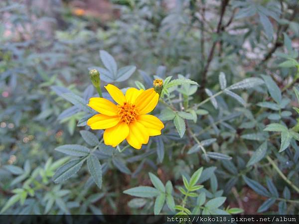 112.12.9 十八尖山-芳香萬壽菊1.JPG