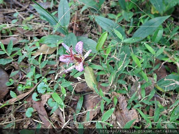 112.12.10 十八尖山-台灣油點草1.JPG