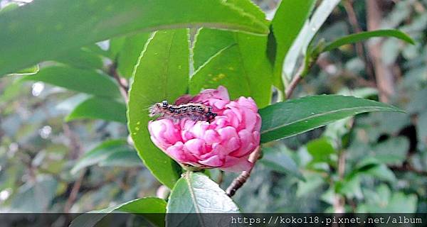 112.12.10 十八尖山-台灣黃毒蛾幼蟲,茶花.JPG