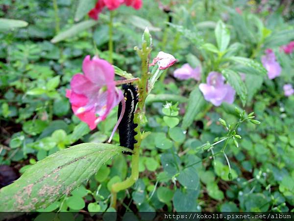 112.12.10 十八尖山-雙線斜紋天蛾幼蟲,鳳仙花3.JPG