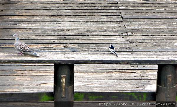 112.12.16 新竹公園-金背鳩,白鶺鴒1.JPG