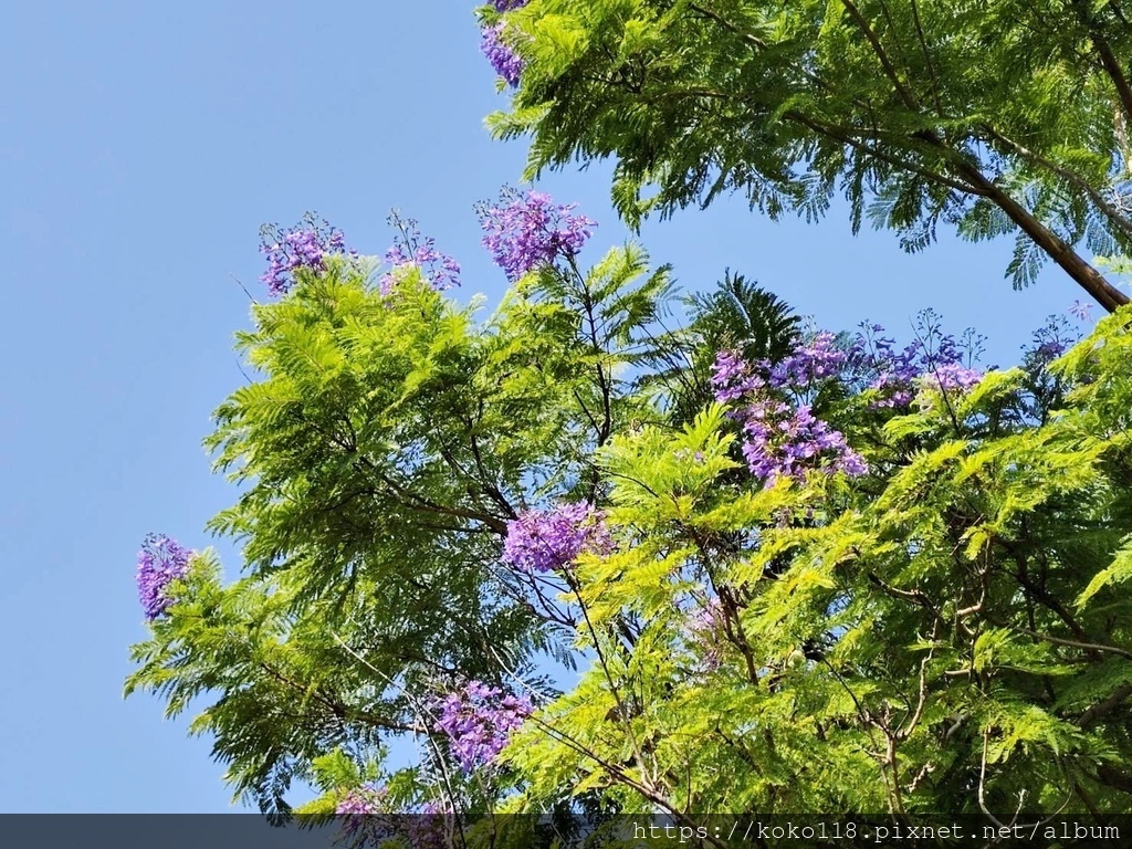 114.9.17 新竹公園-藍花楹1.jpg
