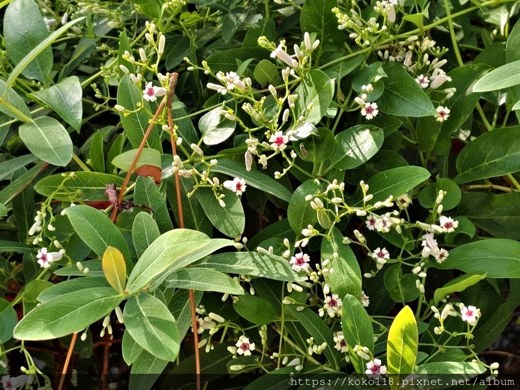114.9.22 陽明交通大學博愛校區外-雞屎藤.jpg