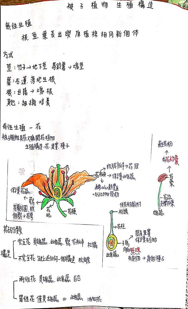 高一生物被子植物的生殖構造 Wynnie的部落格 痞客邦