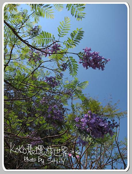 2012.04.15 藍花楹