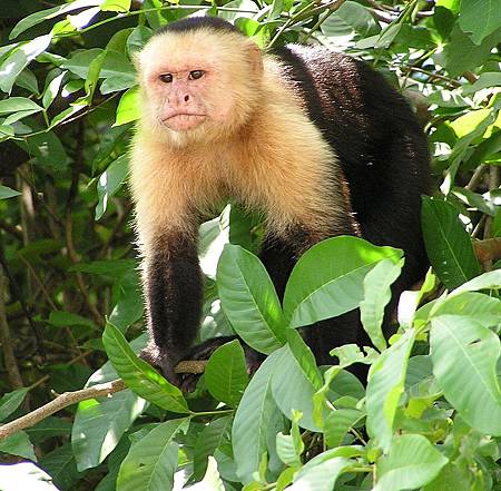 800px-Capuchin_Costa_Rica.jpg