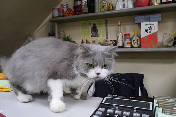 新竹吳抄手店裡的貓