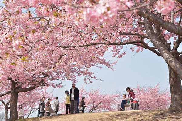 河津桜190219