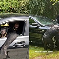 黑猩猩開車.jpg